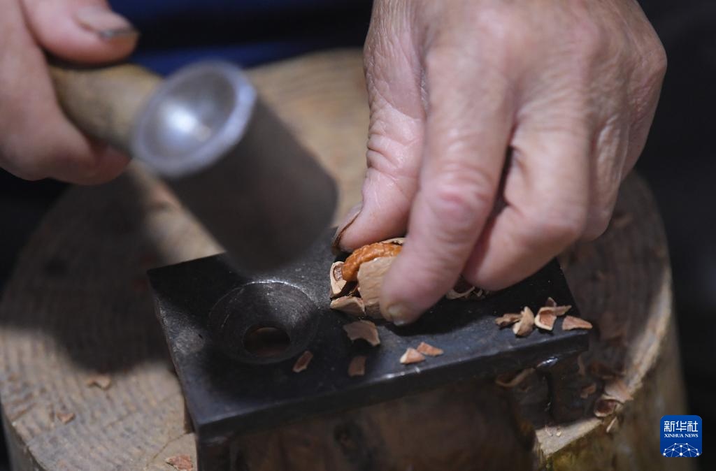 杭州临安：山核桃白露开杆采收