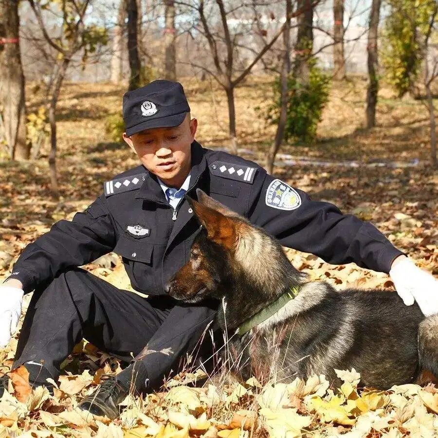“黑狼” 被选定为中国警犬LOGO形象犬