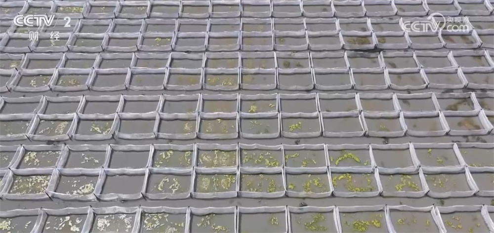 新技术、新模式、新品种……秋日田园满满“科技范儿” 铺展丰收画卷