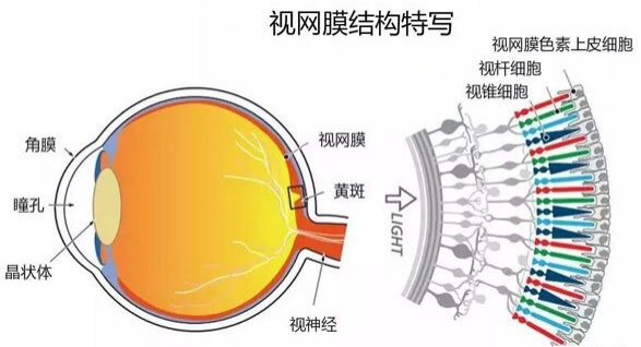 别买！她“逗猫”一月，视力骤降，康复希望渺茫……很多人家里都有