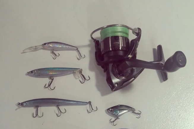 鱼的记忆只有七秒？其实他们也会学习！