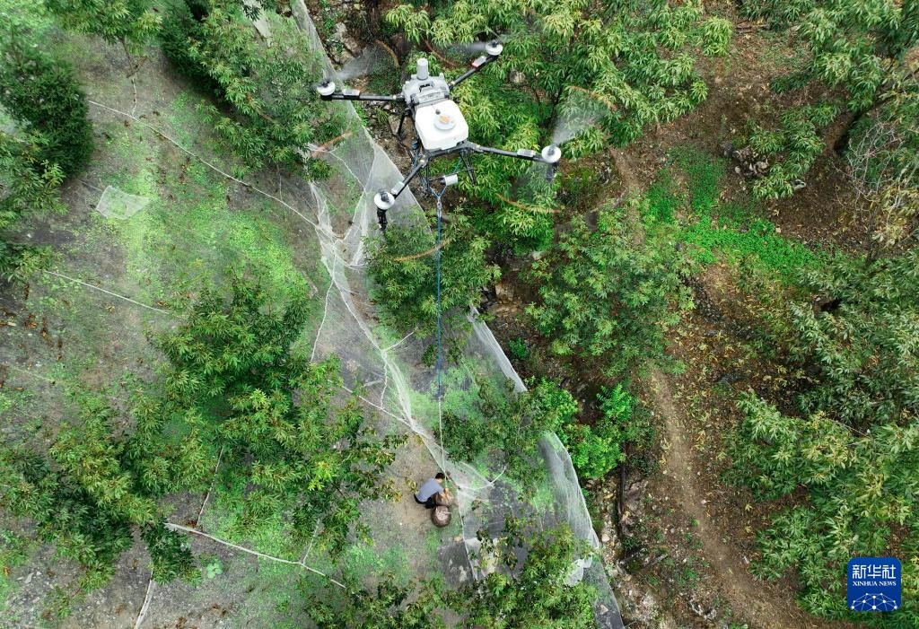 杭州临安：山核桃白露开杆采收