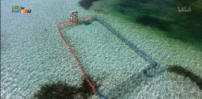 鱼的记忆只有七秒？其实他们也会学习！