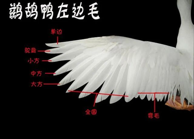 “月薪过万,打不起羽毛球”,原因竟然和猪有关?! “月薪过万,打不起羽毛球”,原因竟然和猪有关?!