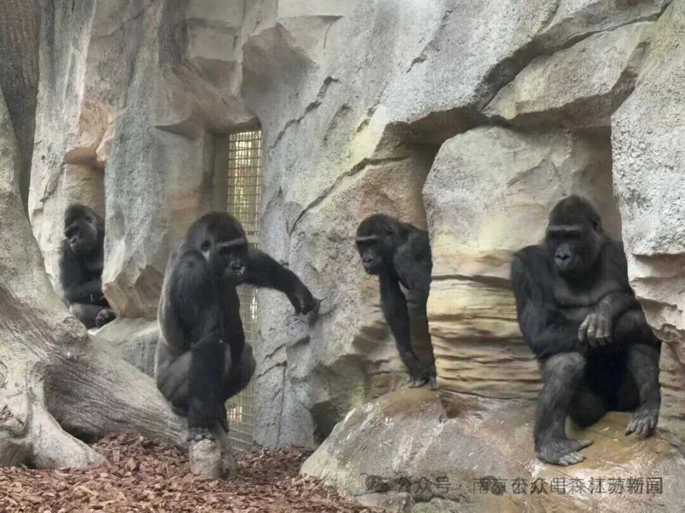 笑晕了！南京红山森林动物园为大猩猩“四兄弟”全网征名，网友：四大天王