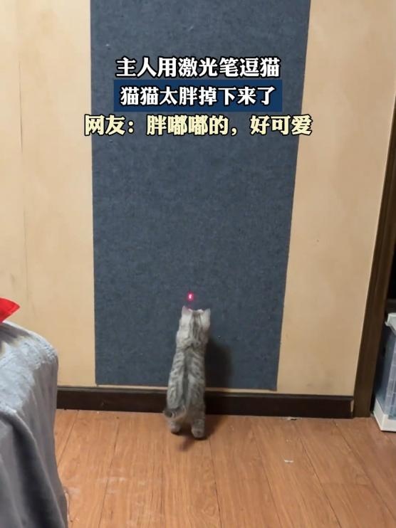 别买！她“逗猫”一月，视力骤降，康复希望渺茫……很多人家里都有