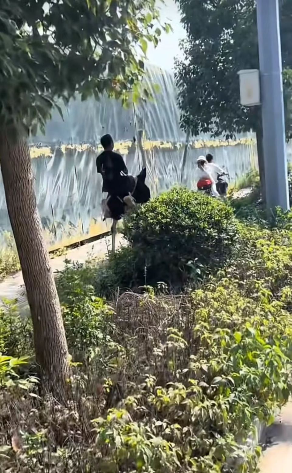 新能源！云南男子骑鸵鸟上路，跑得比电动车还快？当事人：最快可以跑80迈，续航惊人