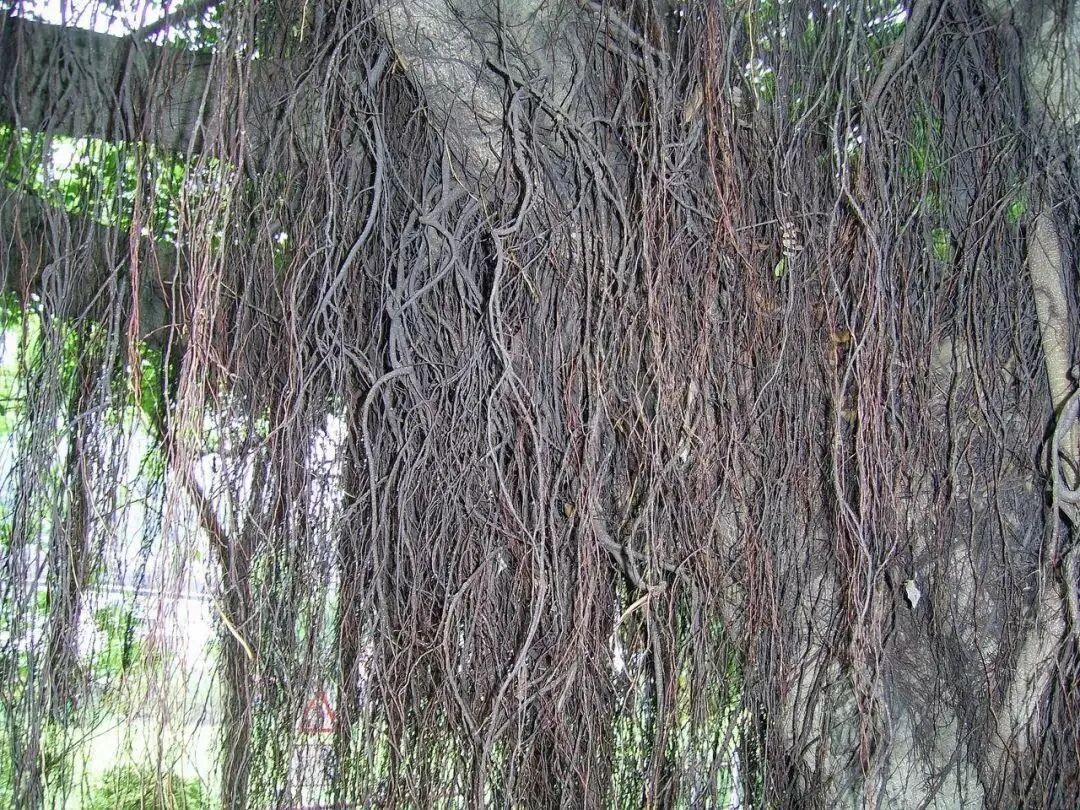 不但有些人会横着长,有些树也一样 不但有些人会横着长,有些树也一样