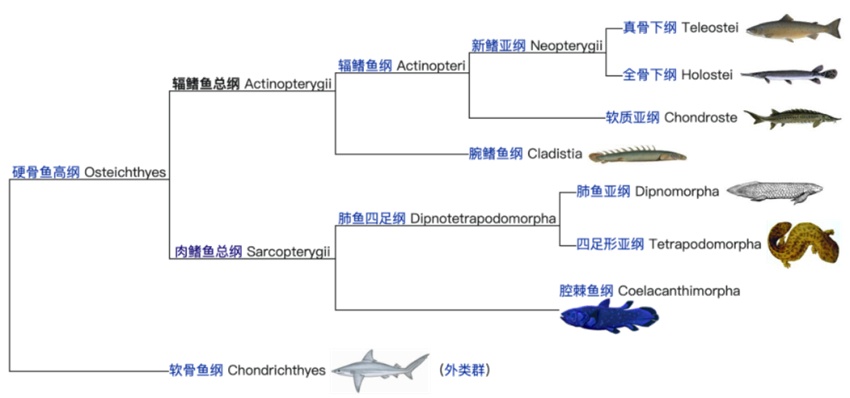 鱼的记忆只有七秒？其实他们也会学习！