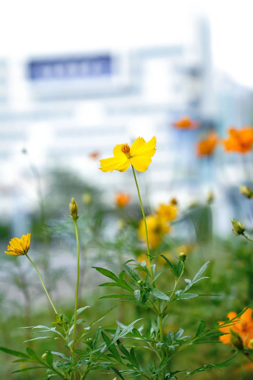 镜头下的北京科学中心丨黄秋英 镜头下的北京科学中心丨黄秋英