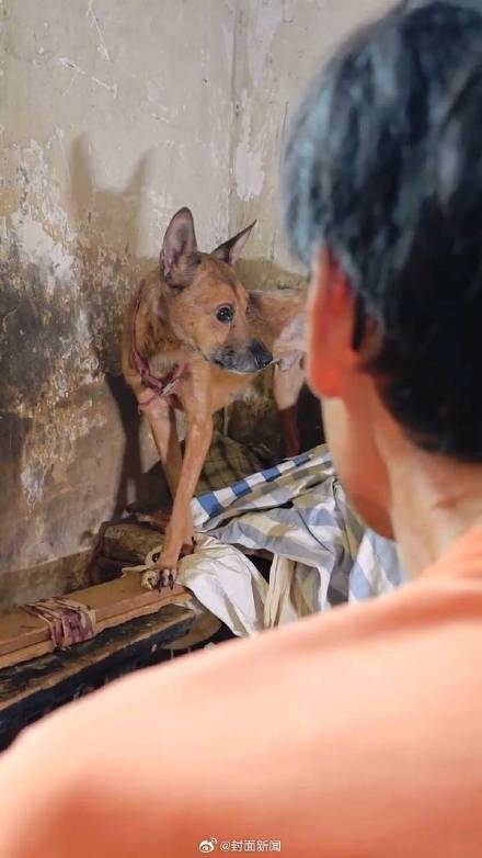 救助者回应老人去世狗狗坚守家中:看见它流泪了,很心痛...... 救助者回应老人去世狗狗坚守家中:看见它流泪了,很心痛......