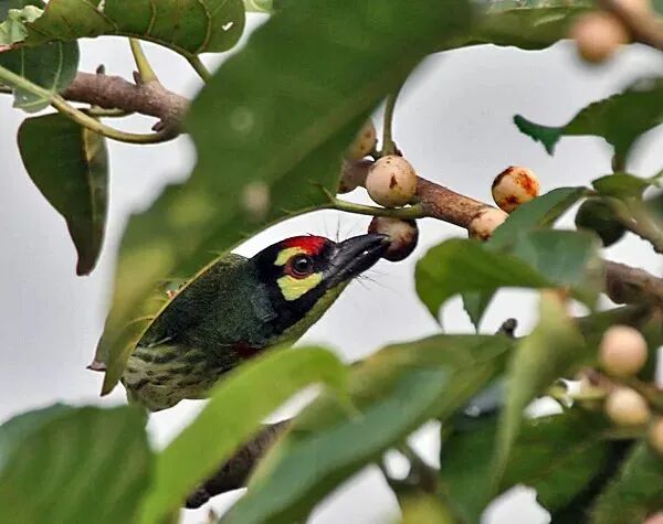 不但有些人会横着长,有些树也一样 不但有些人会横着长,有些树也一样