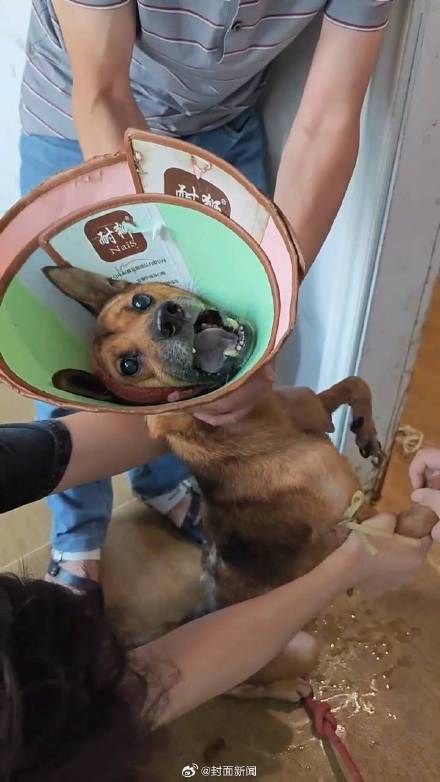 救助者回应老人去世狗狗坚守家中:看见它流泪了,很心痛...... 救助者回应老人去世狗狗坚守家中:看见它流泪了,很心痛......