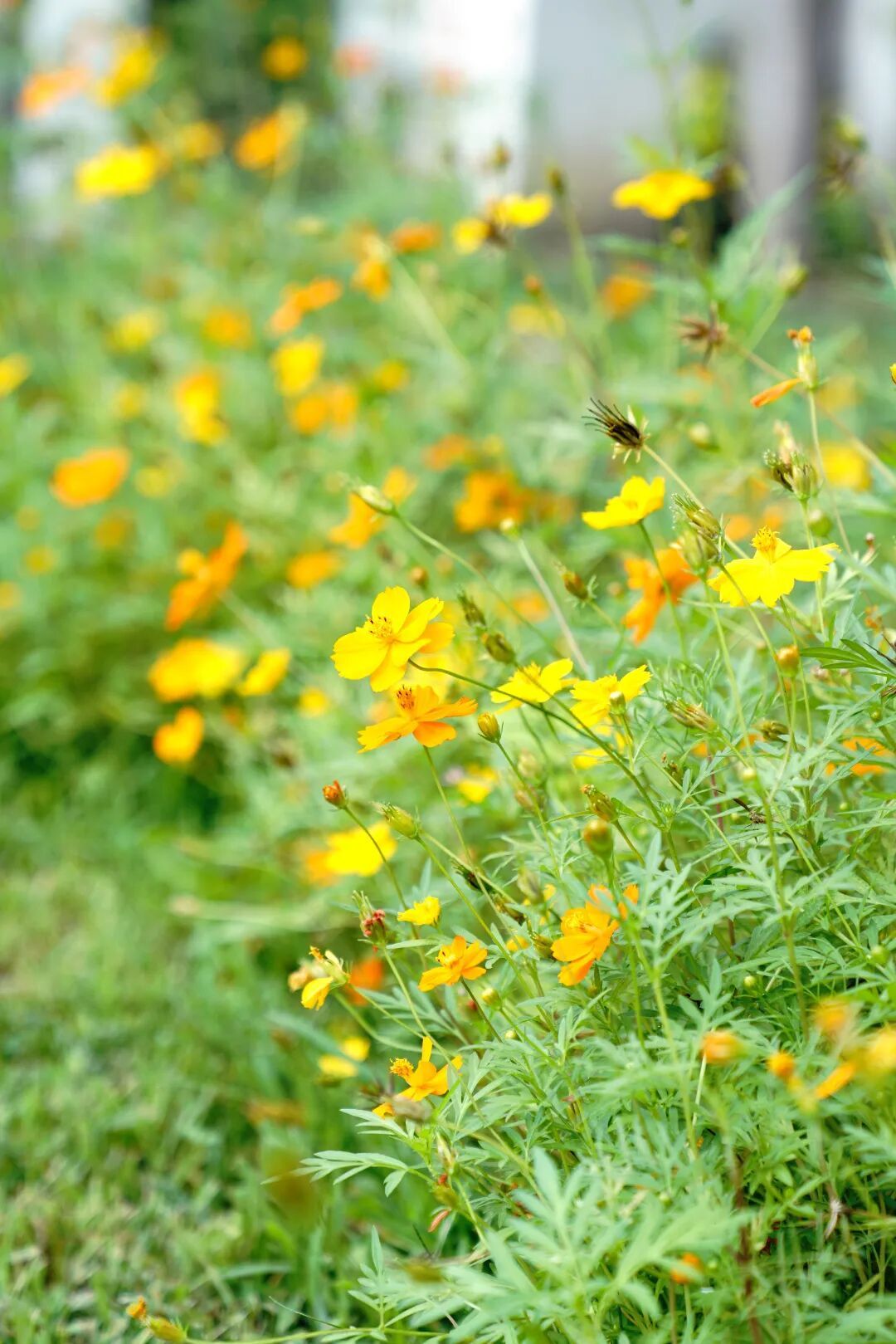 镜头下的北京科学中心丨黄秋英 镜头下的北京科学中心丨黄秋英