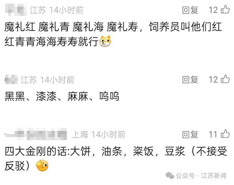 笑晕了！南京红山森林动物园为大猩猩“四兄弟”全网征名，网友：四大天王