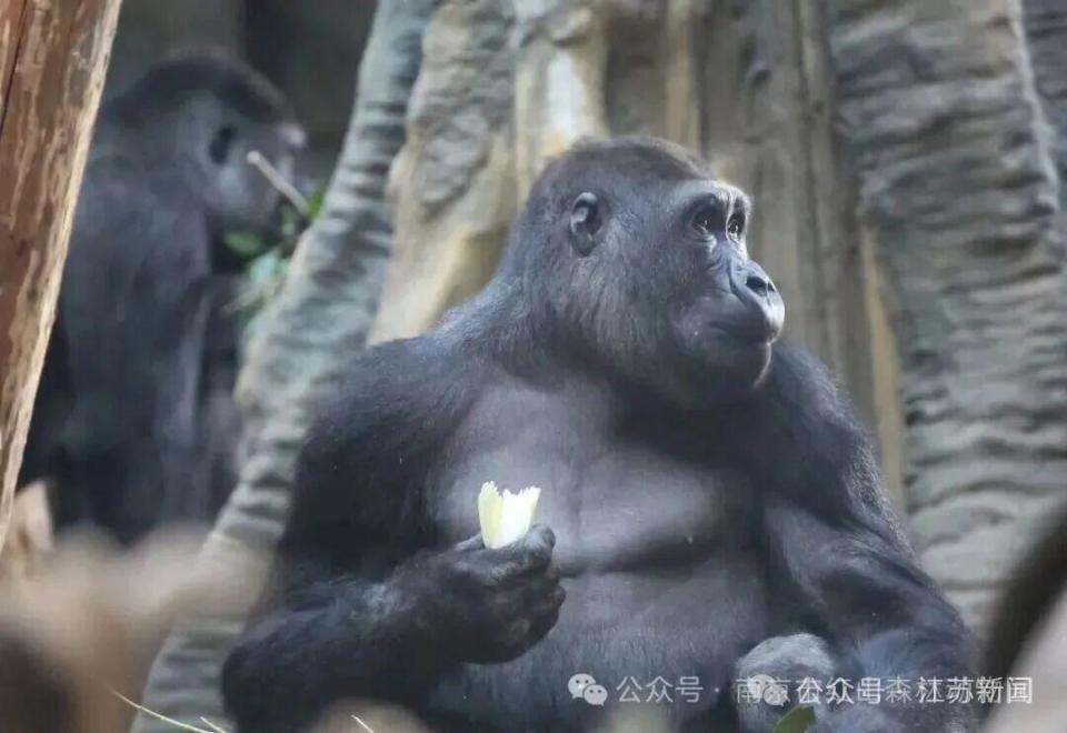 笑晕了！南京红山森林动物园为大猩猩“四兄弟”全网征名，网友：四大天王