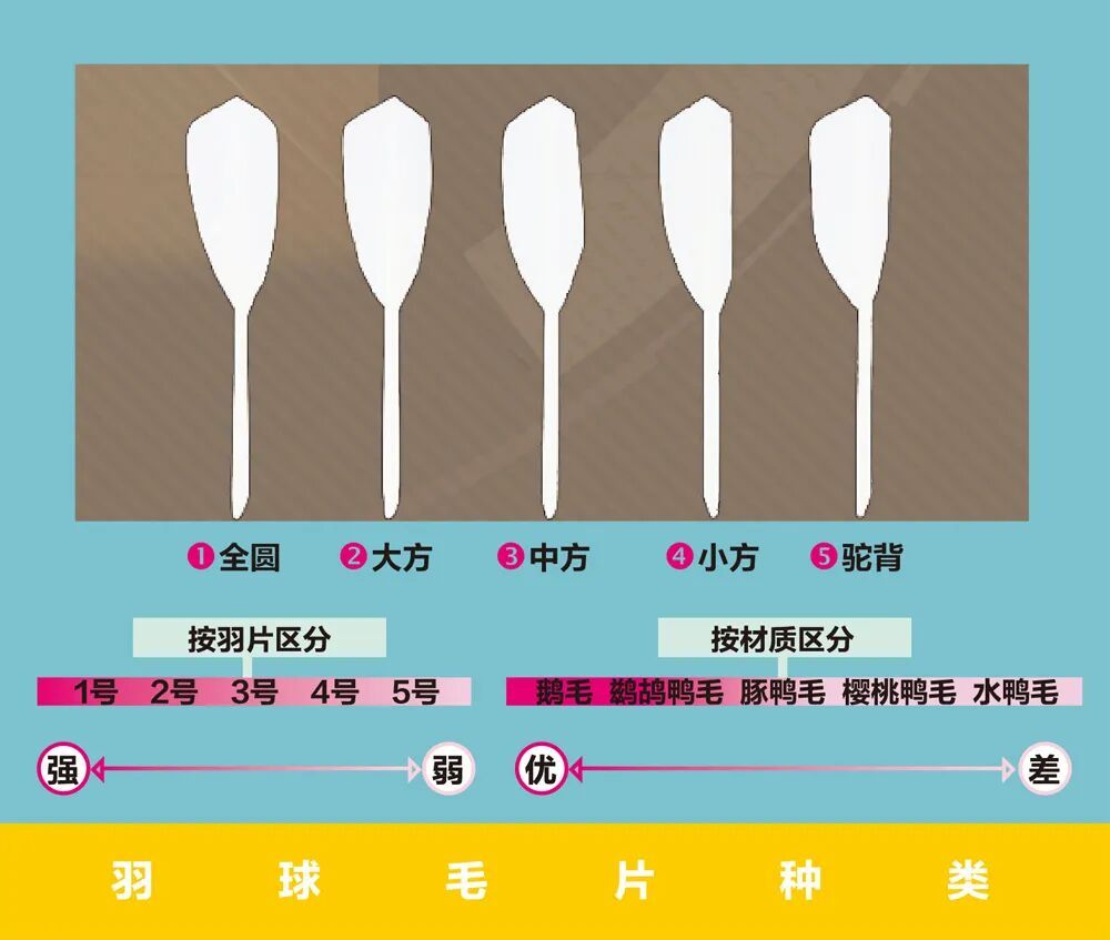 “月薪过万,打不起羽毛球”,原因竟然和猪有关?! “月薪过万,打不起羽毛球”,原因竟然和猪有关?!