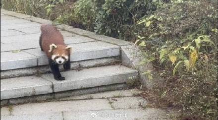峨眉山顺拐小熊猫出来揽客了