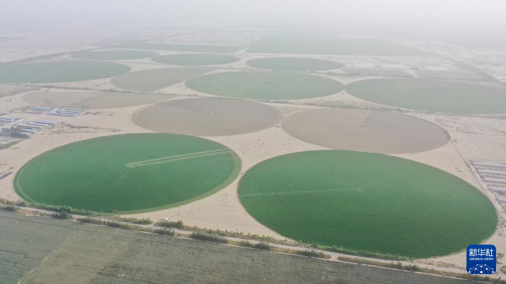 新疆和田：沙漠牧草 治沙护绿添新景