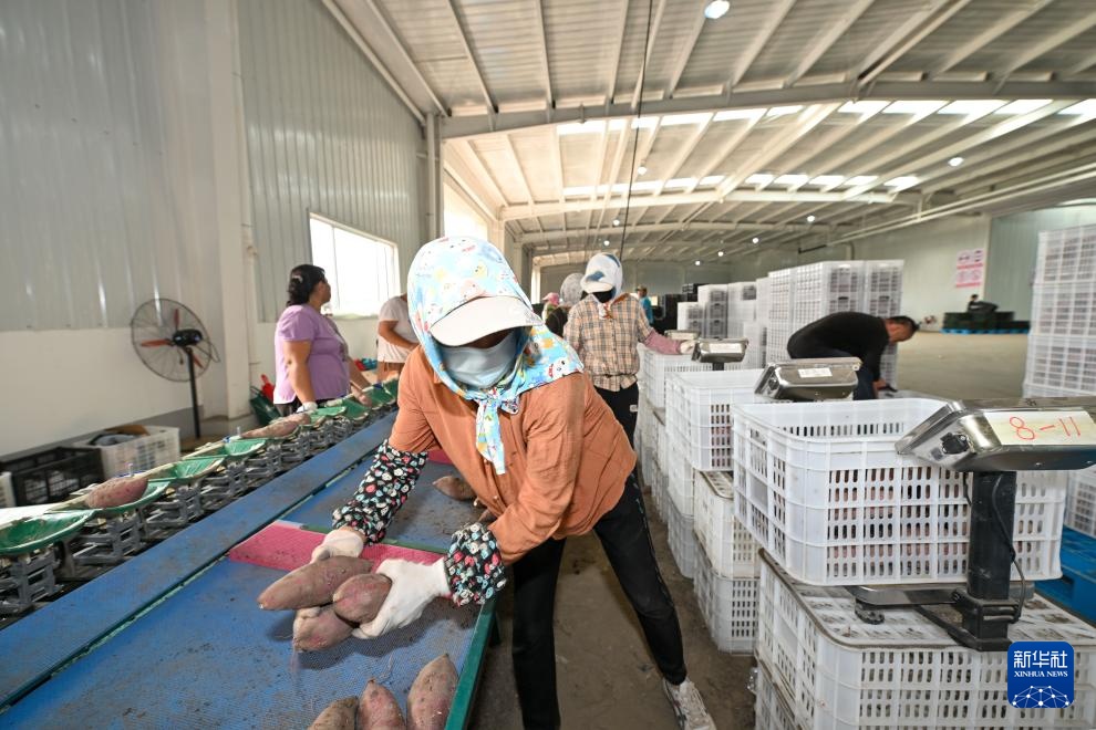 天津：红瑶甘薯迎丰收