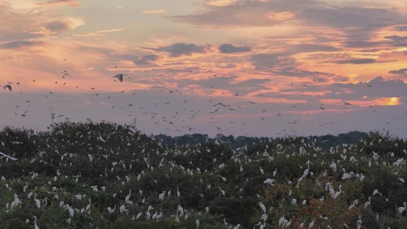江西都昌：鄱阳湖湿地现万鸟归巢景观