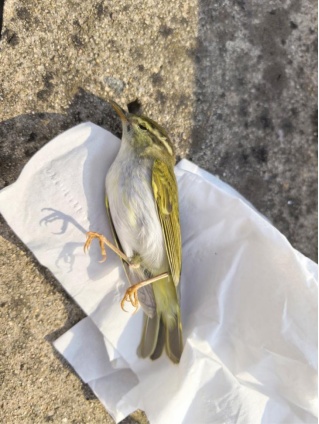 大量鸟类撞击玻璃死亡！南京一高架路段成“小鸟交通事故高发地”