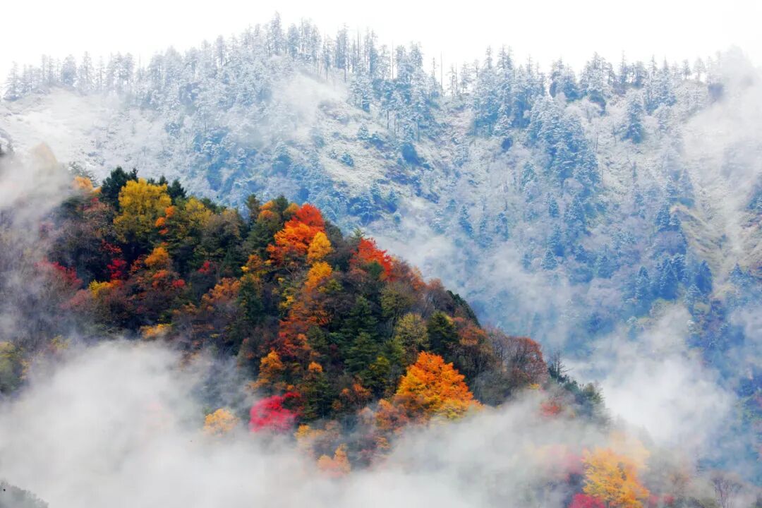 国家明确了!这类公园上新“黑科技” 国家明确了!这类公园上新“黑科技”