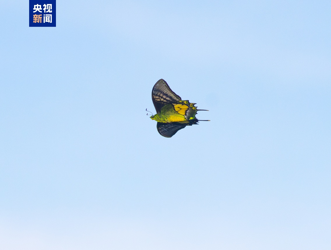 “蝶中皇后”金斑喙凤蝶首次现身广州流溪河国家森林公园