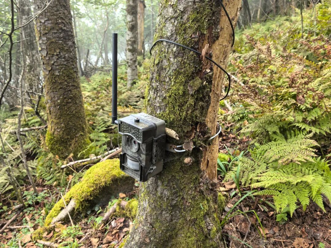 国家明确了!这类公园上新“黑科技” 国家明确了!这类公园上新“黑科技”