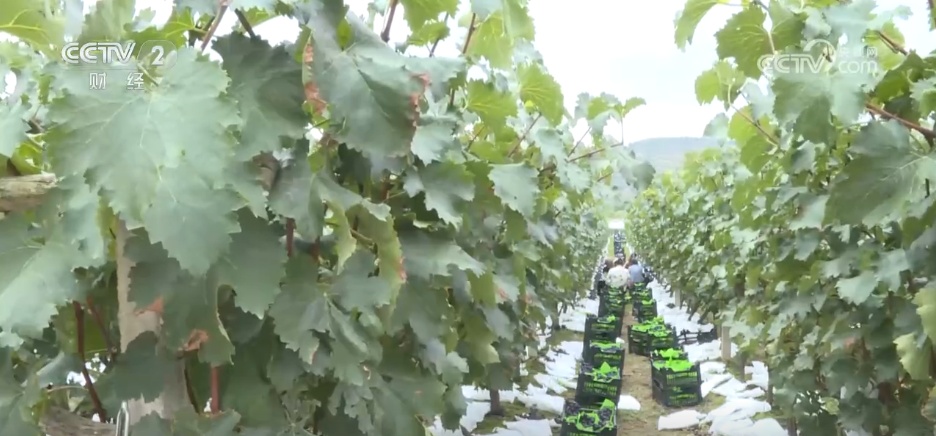 特色产业绘就秋日好“丰”景 农文旅“融”出乡村振兴新动能