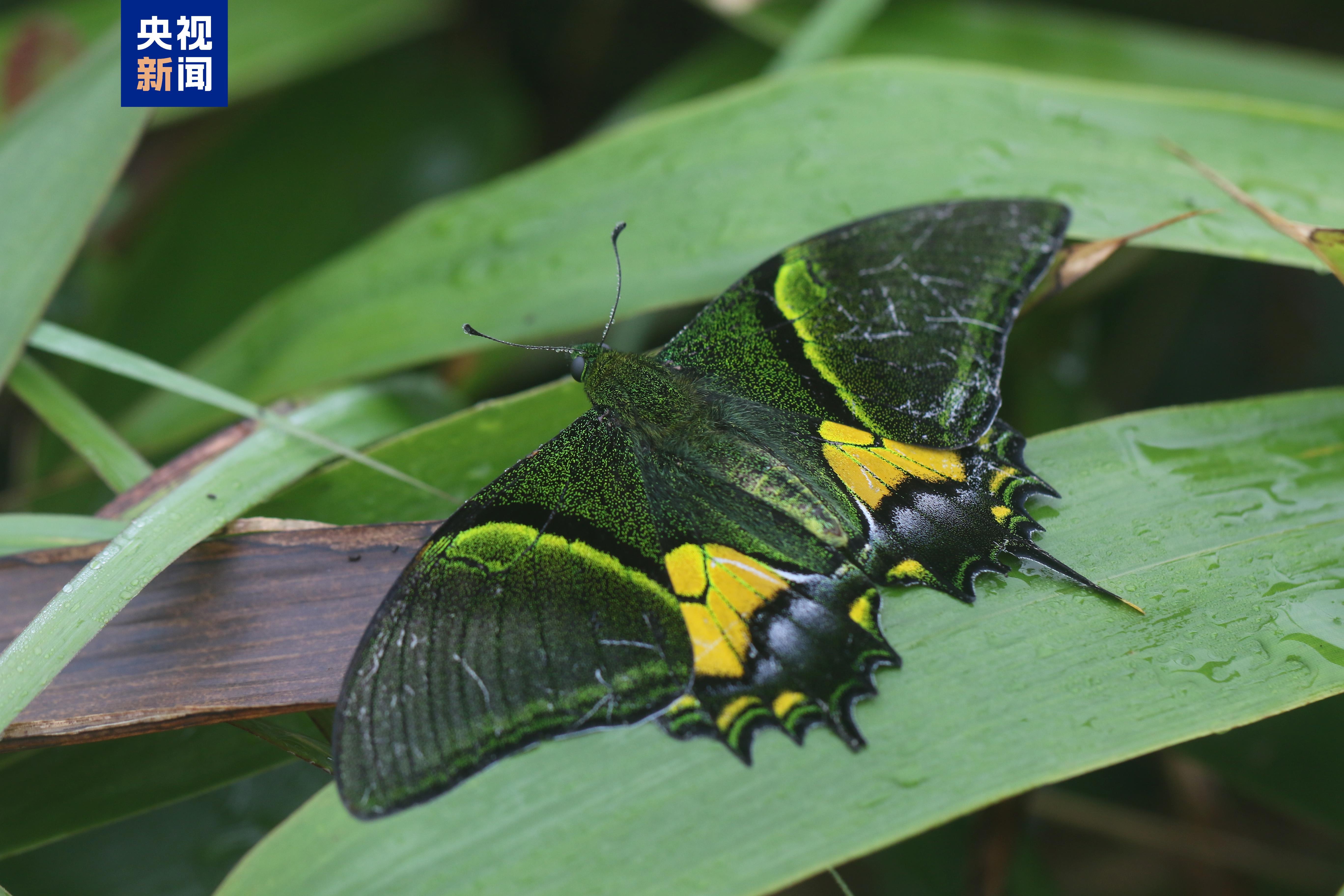 “蝶中皇后”金斑喙凤蝶首次现身广州流溪河国家森林公园