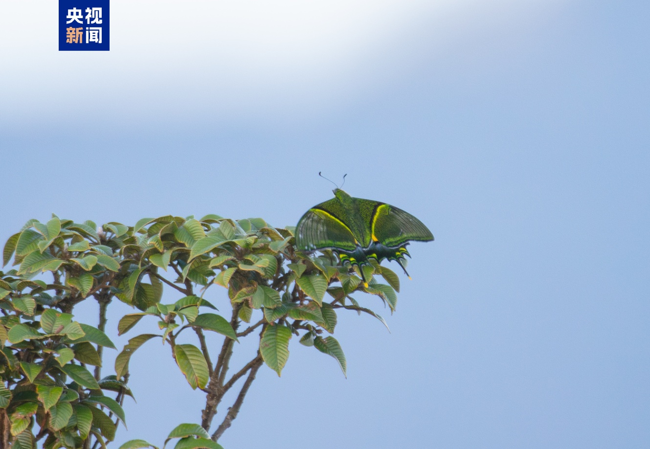 “蝶中皇后”金斑喙凤蝶首次现身广州流溪河国家森林公园