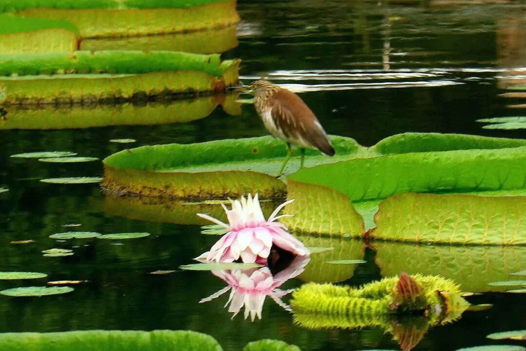 合肥植物园王莲开花了 合肥植物园王莲开花了