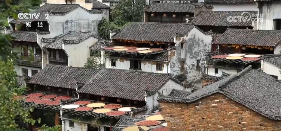 特色产业绘就秋日好“丰”景 农文旅“融”出乡村振兴新动能