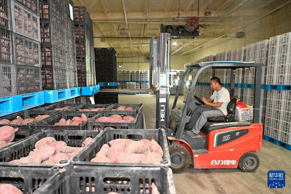 天津：红瑶甘薯迎丰收