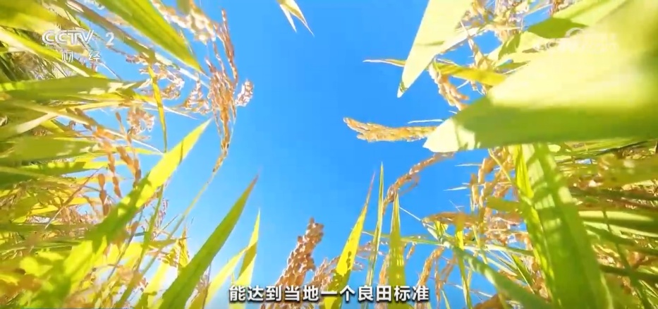 特色产业绘就秋日好“丰”景 农文旅“融”出乡村振兴新动能