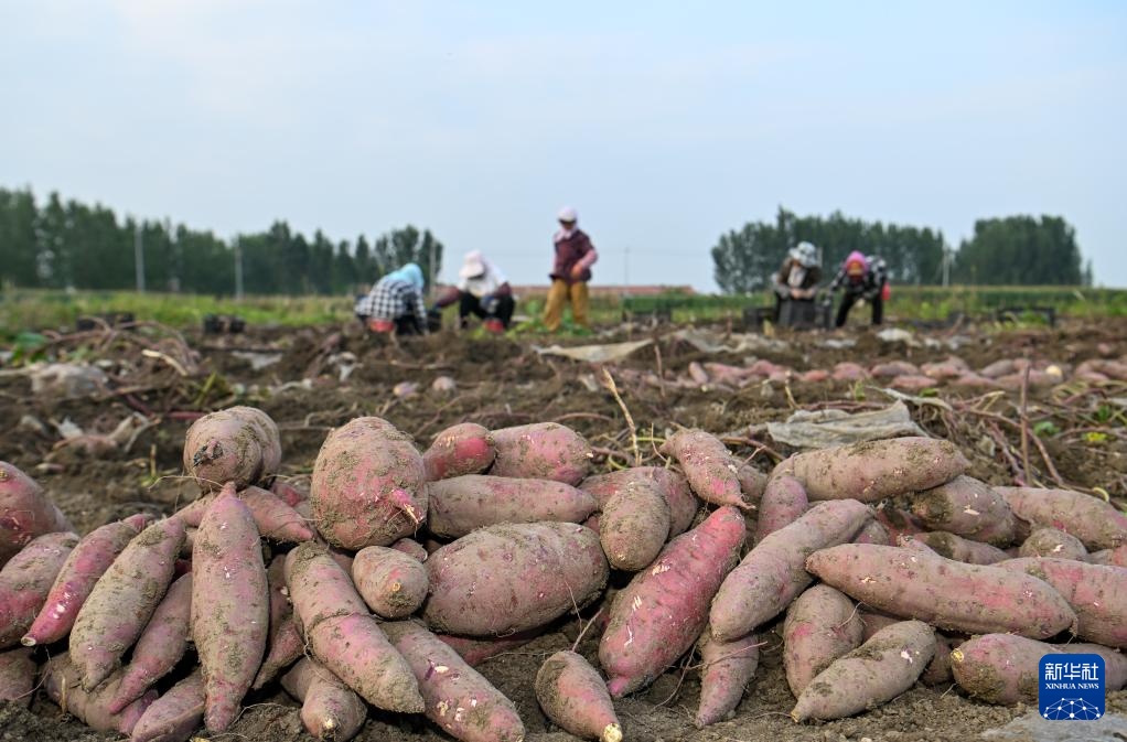 天津：红瑶甘薯迎丰收