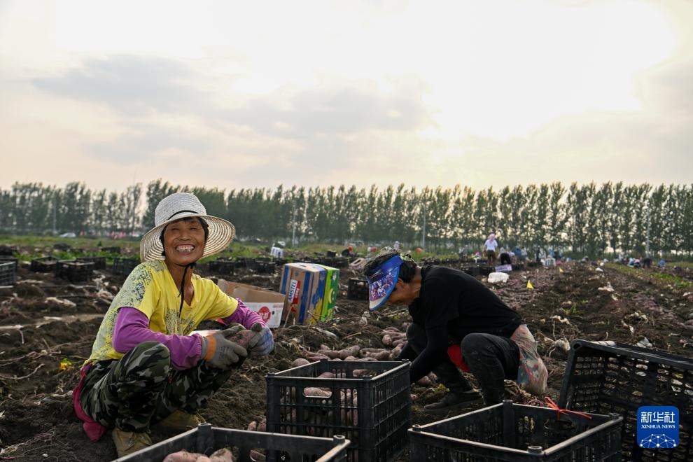 天津：红瑶甘薯迎丰收