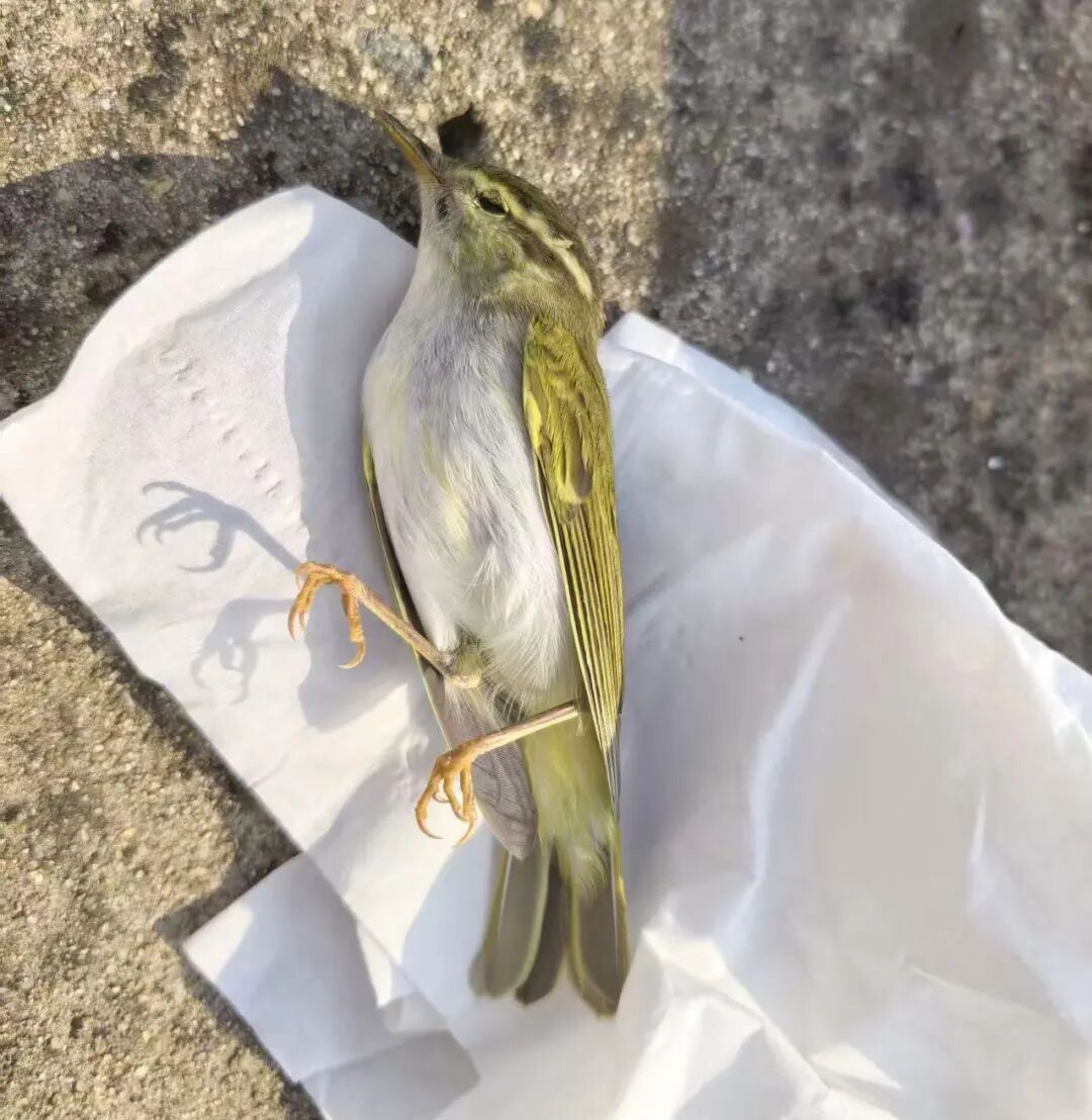 迁徙季节到来，南京一大桥玻璃墙频现鸟撞事件