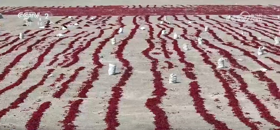 特色产业绘就秋日好“丰”景 农文旅“融”出乡村振兴新动能