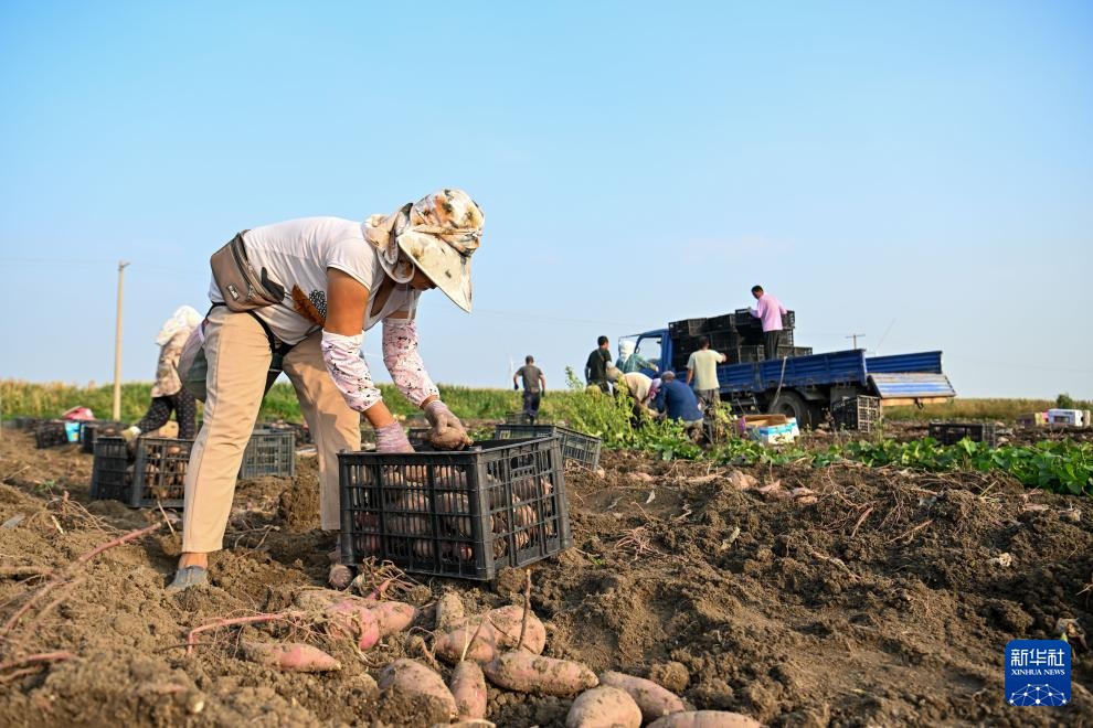 天津：红瑶甘薯迎丰收