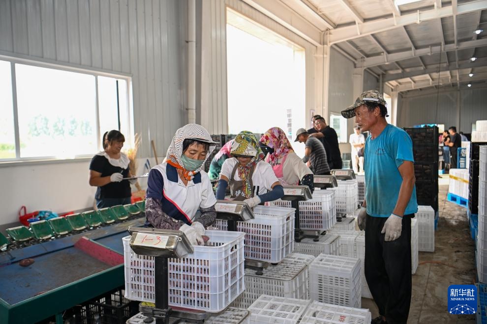 天津：红瑶甘薯迎丰收