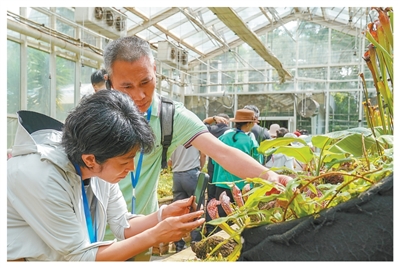 城市里的奇趣“植物乐园”