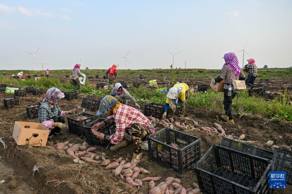 天津：红瑶甘薯迎丰收