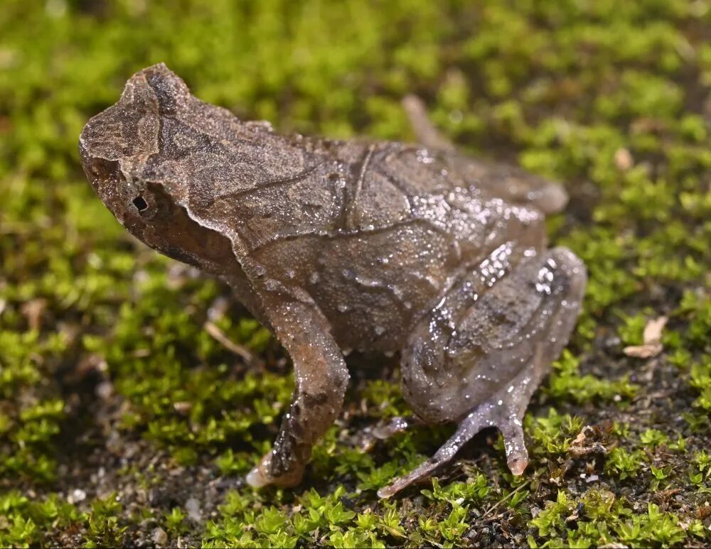 新物种+1，江西首次发现！