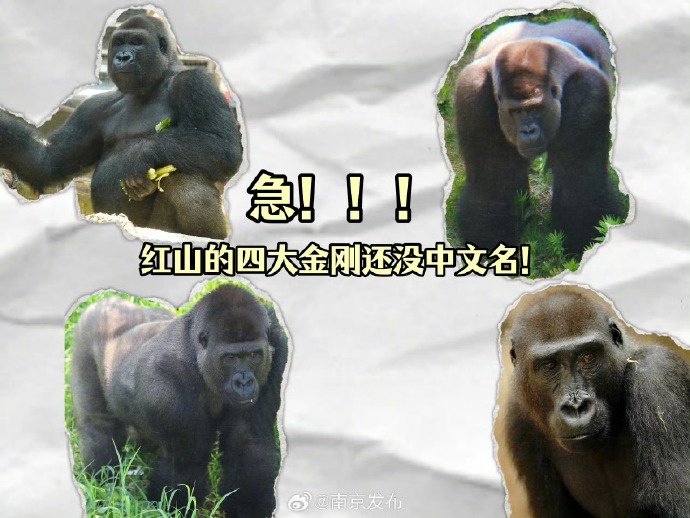 红山猩猩 “天团” 征名火出圈!网友:把取名玩明白了 红山猩猩 “天团” 征名火出圈!网友:把取名玩明白了