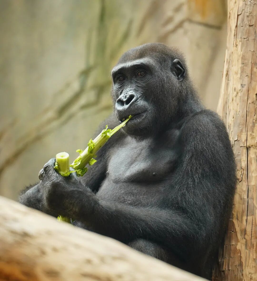 红山猩猩 “天团” 征名火出圈!网友:把取名玩明白了 红山猩猩 “天团” 征名火出圈!网友:把取名玩明白了