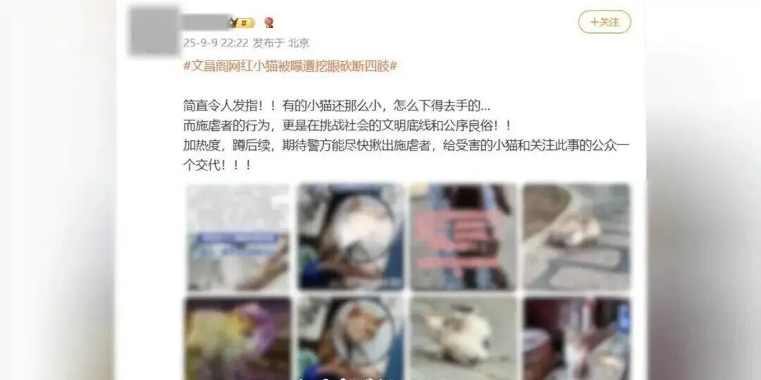 “贵州文昌阁多只小猫被挖眼”？男子用AI造谣，被警方处罚