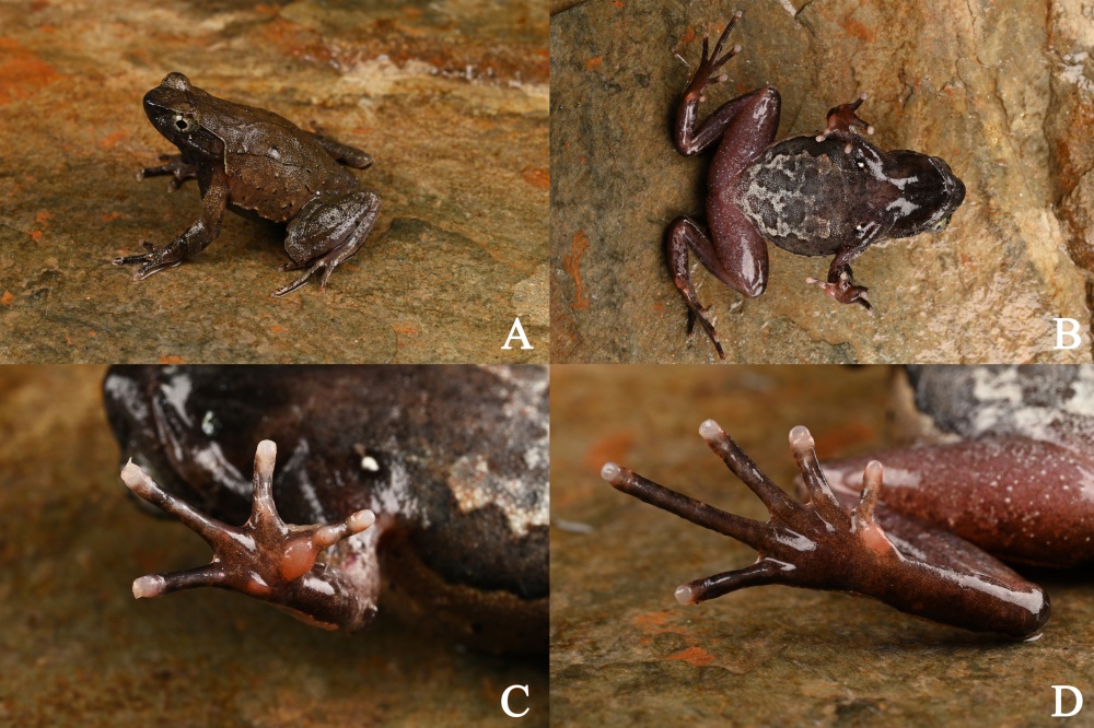 新物种+1，江西首次发现！