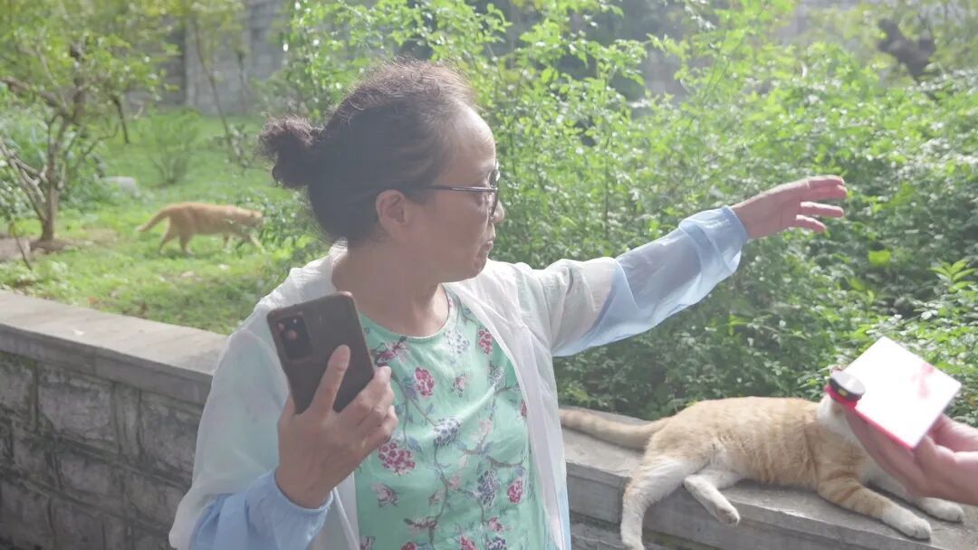 一网友发布本地“虐猫”照片，警方辟谣：文字系AI合成，图片系网图